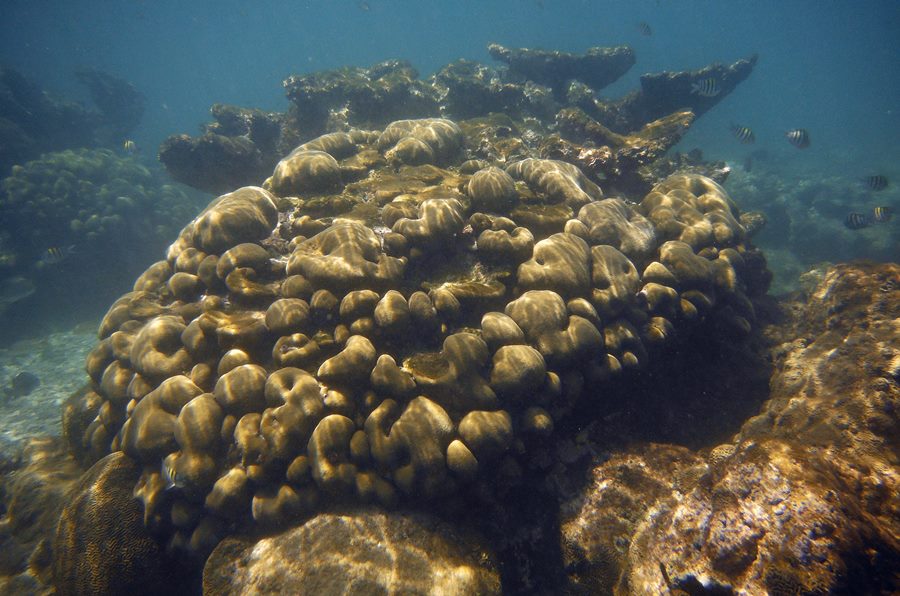 coral estrella rocoso en arrecife de tuxpan veracruz